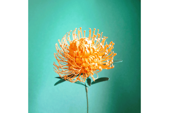 Pincushion Spider Protea: 3D SVG Paper Flowers