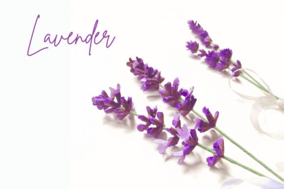 Sprig of Lavender – Realistic 3D SVG Paper Flowers